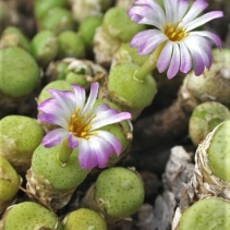 bolusiae ssp. primavernum
