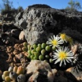 bruynsii (3)
