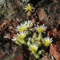 bruynsii (4)