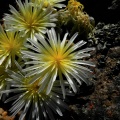 bruynsii (2)