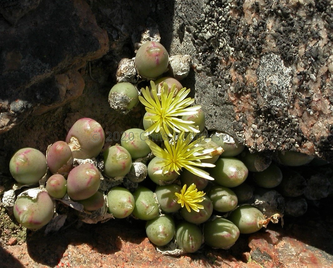 bruynsii (7).jpg