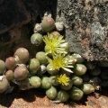 bruynsii (7)