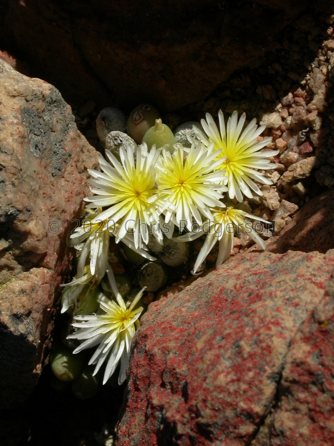 bruynsii (10).JPG