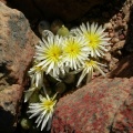 bruynsii (10)