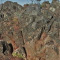 bruynsii (5)