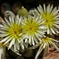 bruynsii (12)