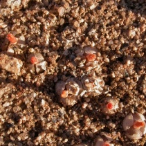 depressum ssp. depressum