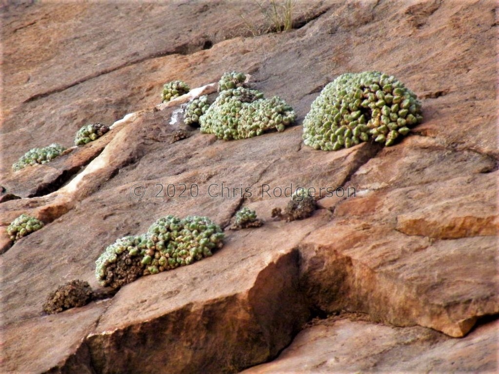 marginatum ssp.nova EVJ23727 (photo EVJ)
