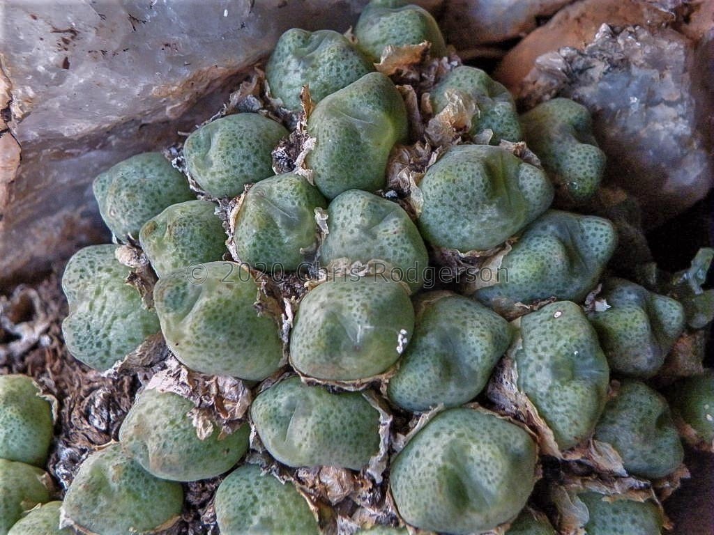 marginatum ssp.nova EVJ23727 (photo EVJ)