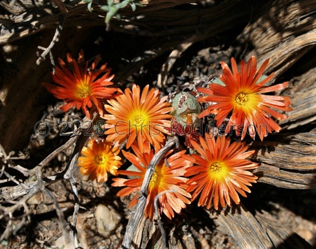 marnierianum 1679 (photo AJY) (2)