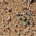 obcordellum 1736  (photo AJY) (2)