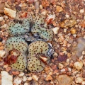 obcordellum ssp.stenandrum 1765 (photo AJY)