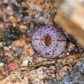 obcordellum ssp.stenandrum 1767 (photo AJY)