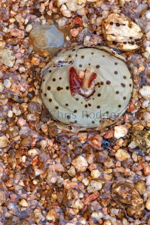 obcordellum ssp.stenandrum 1765 (photo AJY) (2).jpg