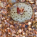 obcordellum ssp.stenandrum 1765 (photo AJY) (2)