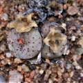 obcordellum ssp.stenandrum 1763