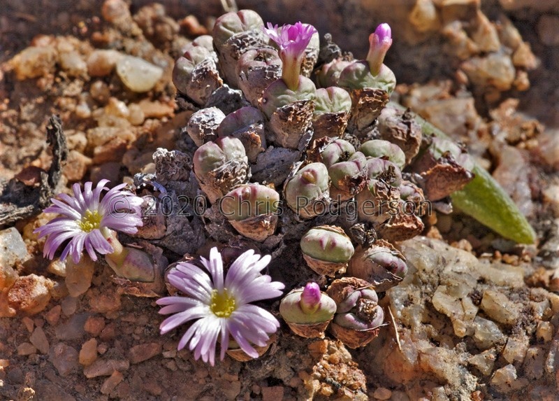 velutinum ssp.polyandrum 1665 (photo AJY)