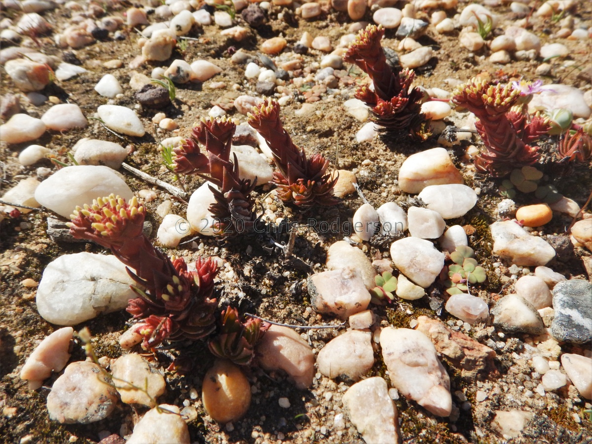 alpestris  Bokkeveldberg (4).JPG