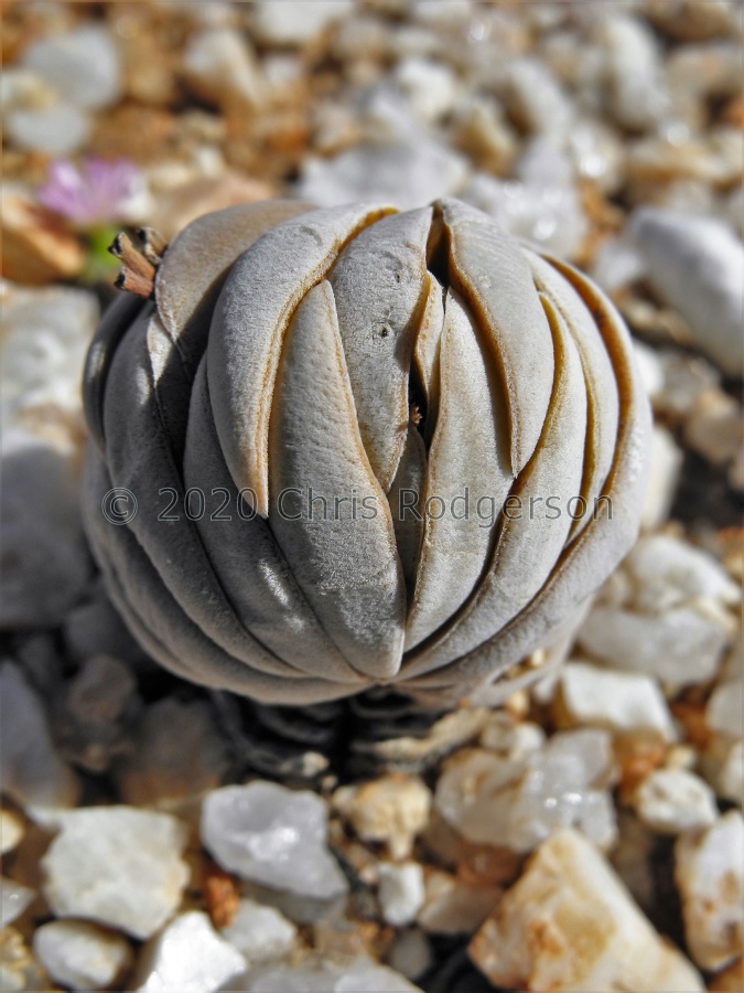 alstonii NW Steinkopf (3).JPG