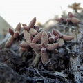 ammophila Buchuberg