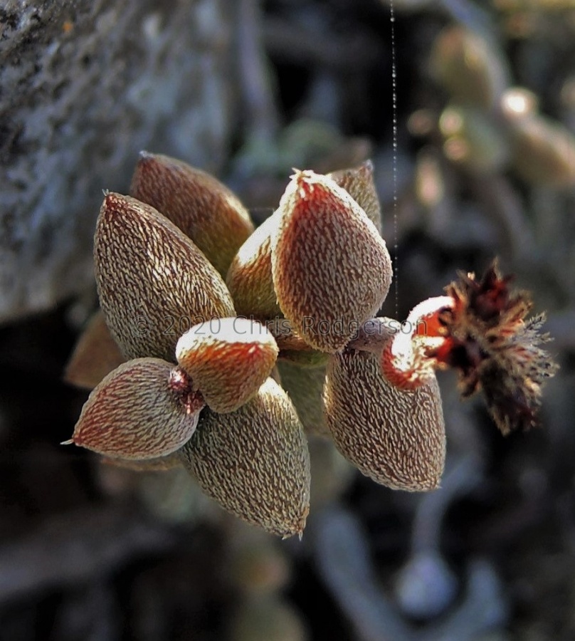 ammophila Buchuberg (5).JPG