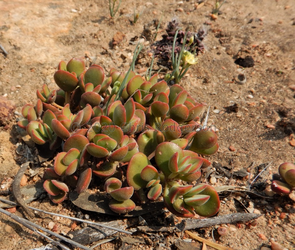 atropurpurea var.muirii E Clanwilliam (7)