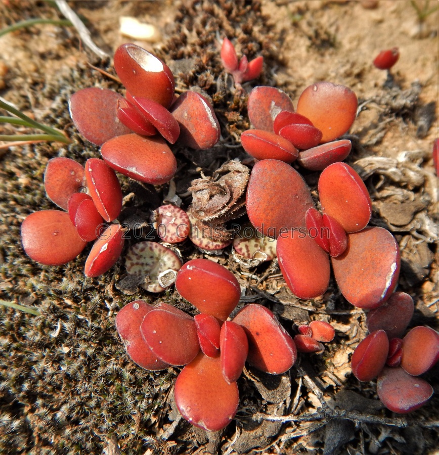 atropurpurea var.muirii E Clanwilliam (10).JPG