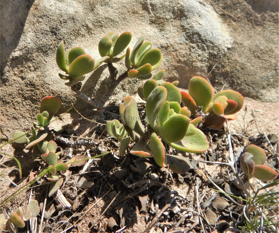 atropurpurea var.watermeyeri Bokkeveldberg (2)