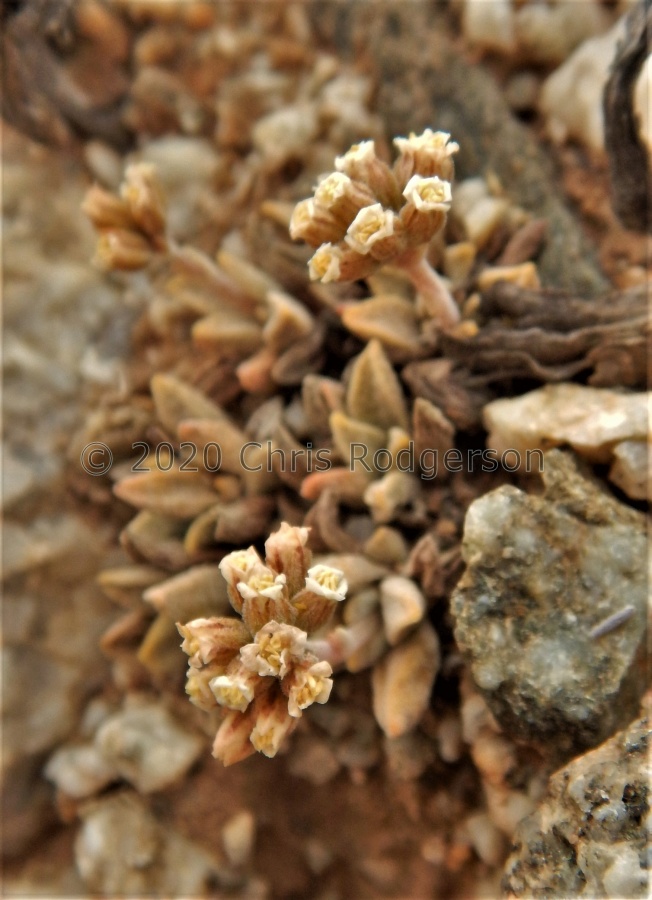 ausensis E Luderitz (2).JPG