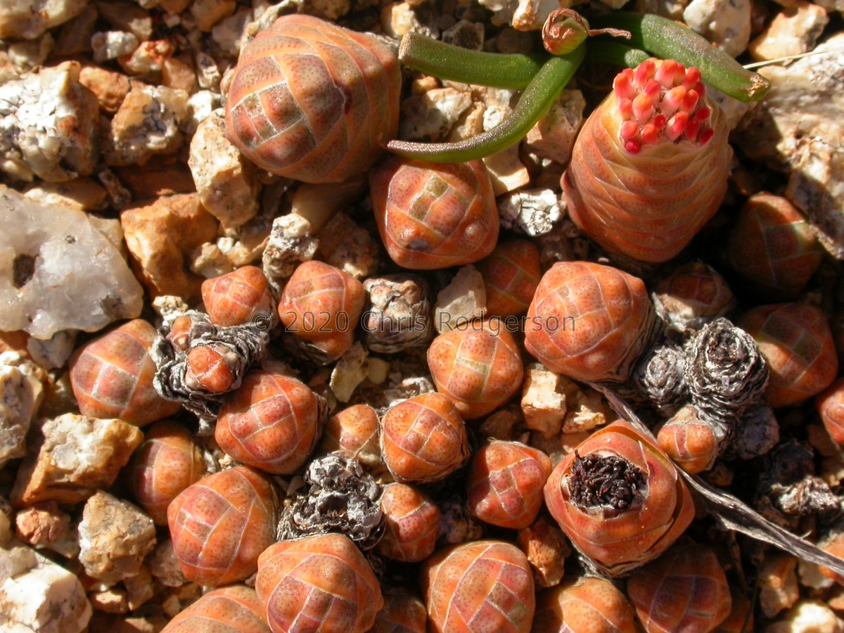 barklyi NW Kliprand (1).jpg