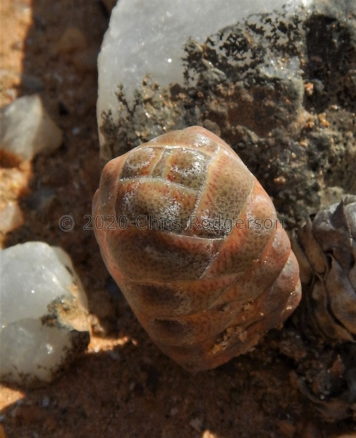 barklyi north of Riethuis.JPG