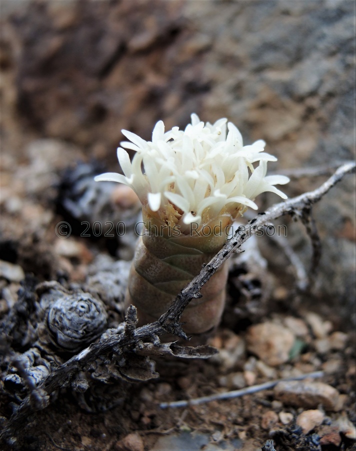 barklyi Grootmis (2).JPG