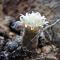 barklyi Grootmis (2)