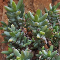 brevifolia