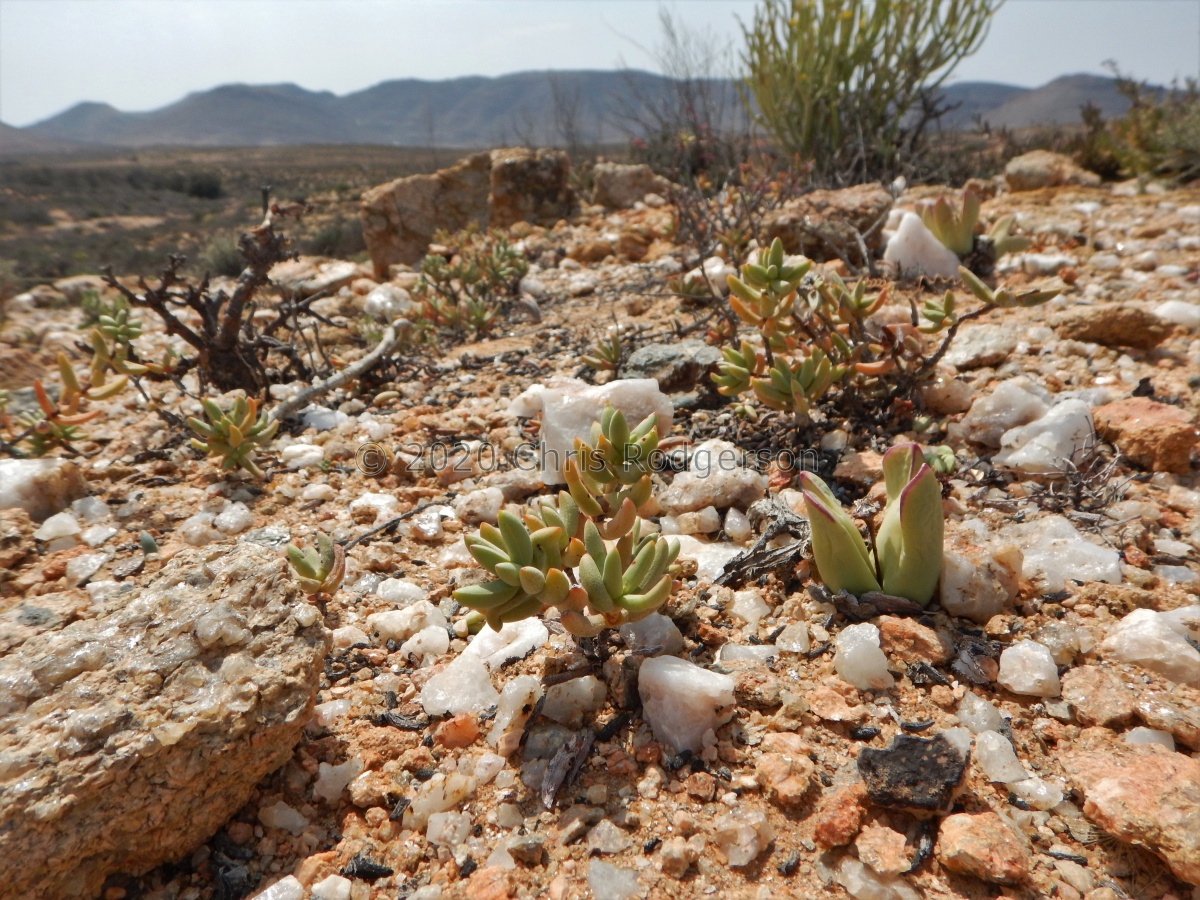 brevifolia NW Steinkopf.JPG