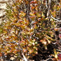 brevifolia S Springbok (2)