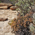 brevifolia S Springbok