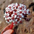 brevifolia ssp.psammophila Buchuberg (2)