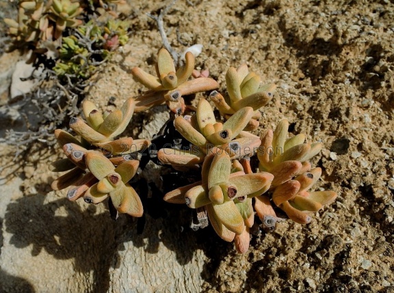 brevifolia ssp.psammophila Holgat (2)