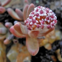 brevifolia ssp.psammophila