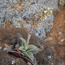 capitella ssp.thyrsiflora