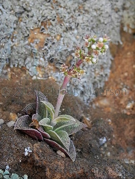 capitella ssp.thyrsiflora NW Loeriesfontein (2).JPG