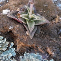 capitella ssp.thyrsiflora NW Loeriesfontein