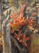 capitella ssp.thyrsiflora S Ladismith (2)
