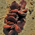 clavata S Bokkeveldberg
