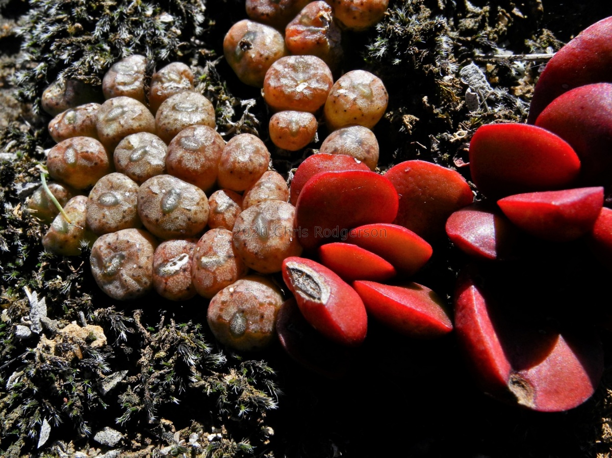 clavata SE Vanrynsdorp.JPG