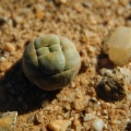 columnaris S Bokkeveldberg