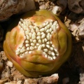 columnaris N Ladismith