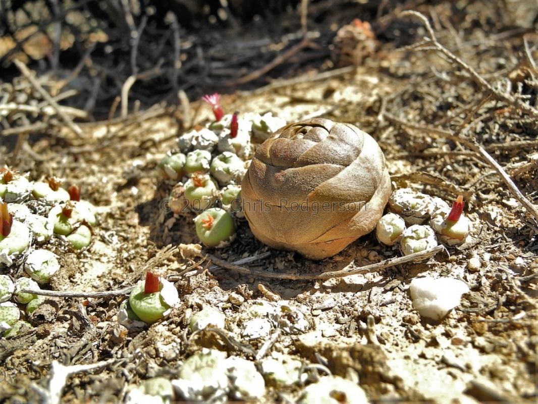 columnaris Groot-Doringrivier (3)