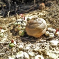 columnaris Groot-Doringrivier (3)